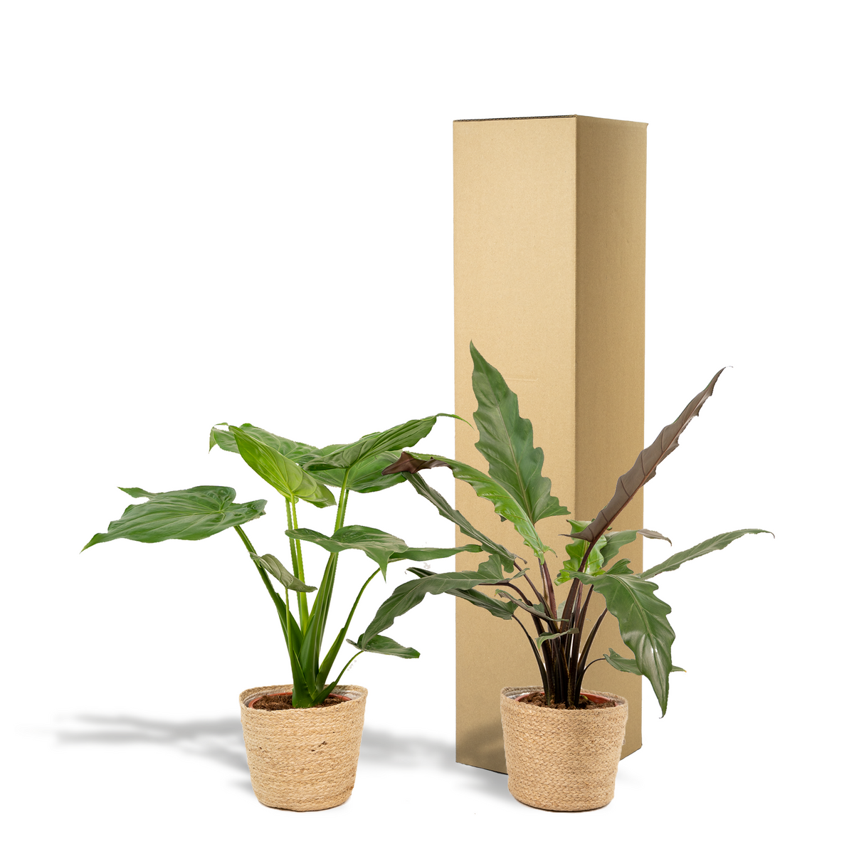 Trio Tropicale da Interno in Cesto Selin - Alocasia Cucullata - Ø19cm - ↕60/65cm + Alocasia Lauterbachiana - Ø19cm - ↕75/80cm