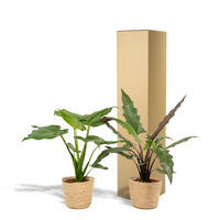 Trio Tropicale da Interno in Cesto Selin - Alocasia Cucullata - Ø19cm - ↕60/65cm + Alocasia Lauterbachiana - Ø19cm - ↕75/80cm