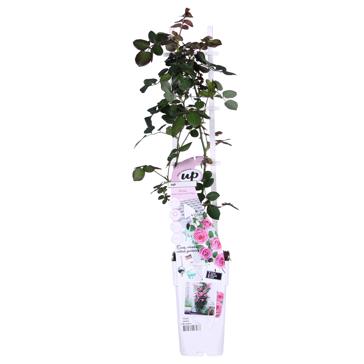 Rosa 'Crazy in love Pink', Rosa - Ø15cm - ↕65cm