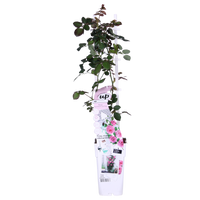 Rosa 'Crazy in love Pink', Rosa - Ø15cm - ↕65cm