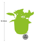 Load image into Gallery viewer, Epipremnum (Scindapsus) pinnatum &#39;Marble Queen&#39; in ELHO Vibes Fold, Pink, Ø14cm ↕15cm
