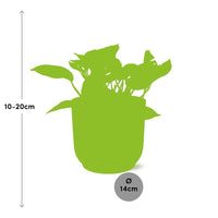 Epipremnum (Scindapsus) pinnatum 'Marble Queen' in ELHO Vibes Fold, Pink, Ø14cm ↕15cm