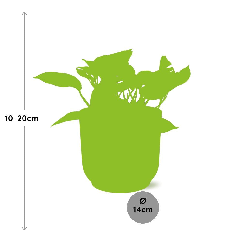 Epipremnum (Scindapsus) pinnatum 'Marble Queen' in ELHO Vibes Fold, Pink, Ø14cm ↕15cm