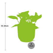 Epipremnum (Scindapsus) pinnatum 'Marble Queen' in ELHO Vibes Fold, Pink, Ø14cm ↕15cm