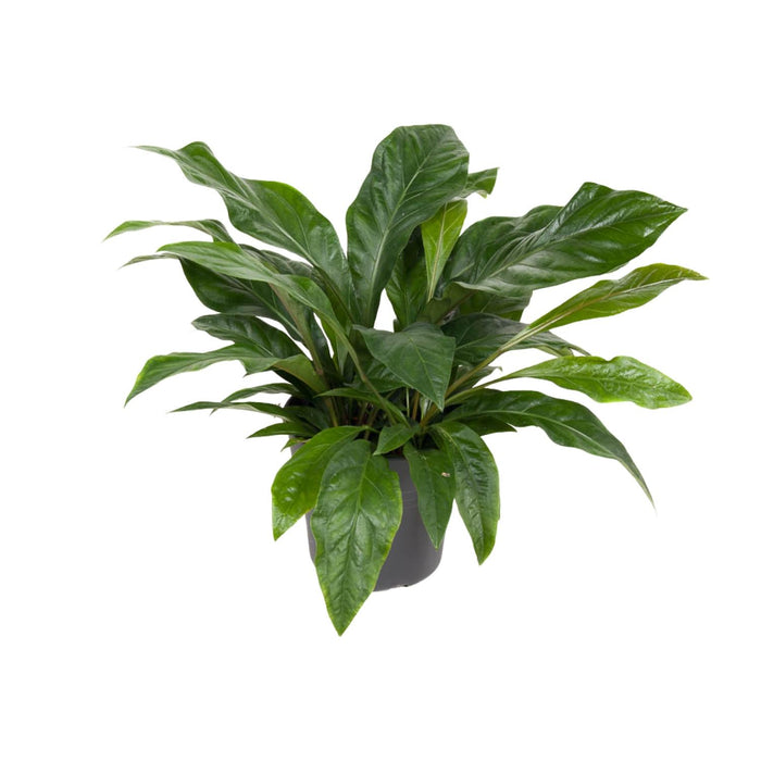 Anthurium hookeri 'Jungle Bush' - Ø30cm - ↕70cm