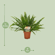 Nephrolepis exaltata 'Green Lady' - Ø12cm - ↕30cm