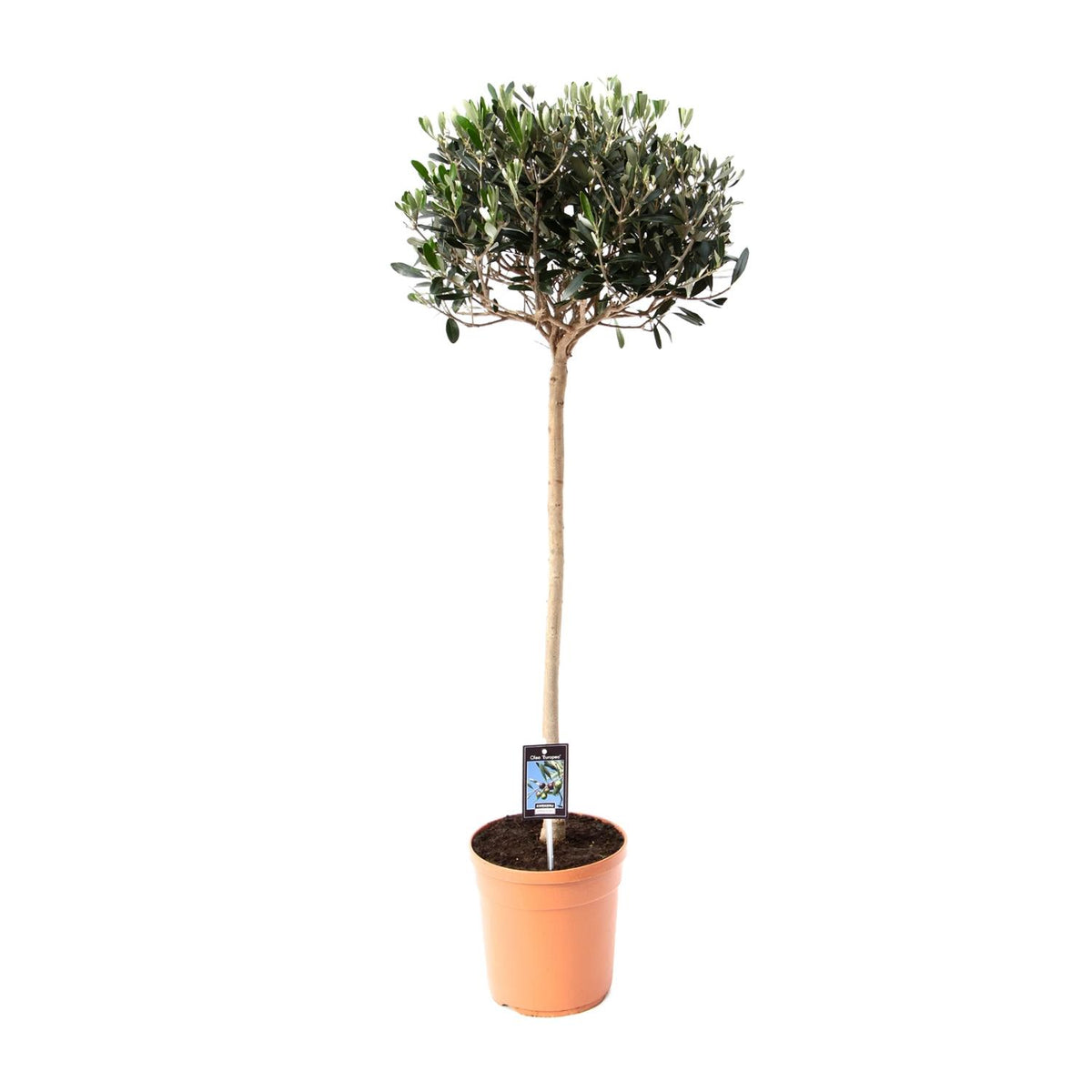 Olea europaea (Ulivo) - Ø19cm - ↕80cm