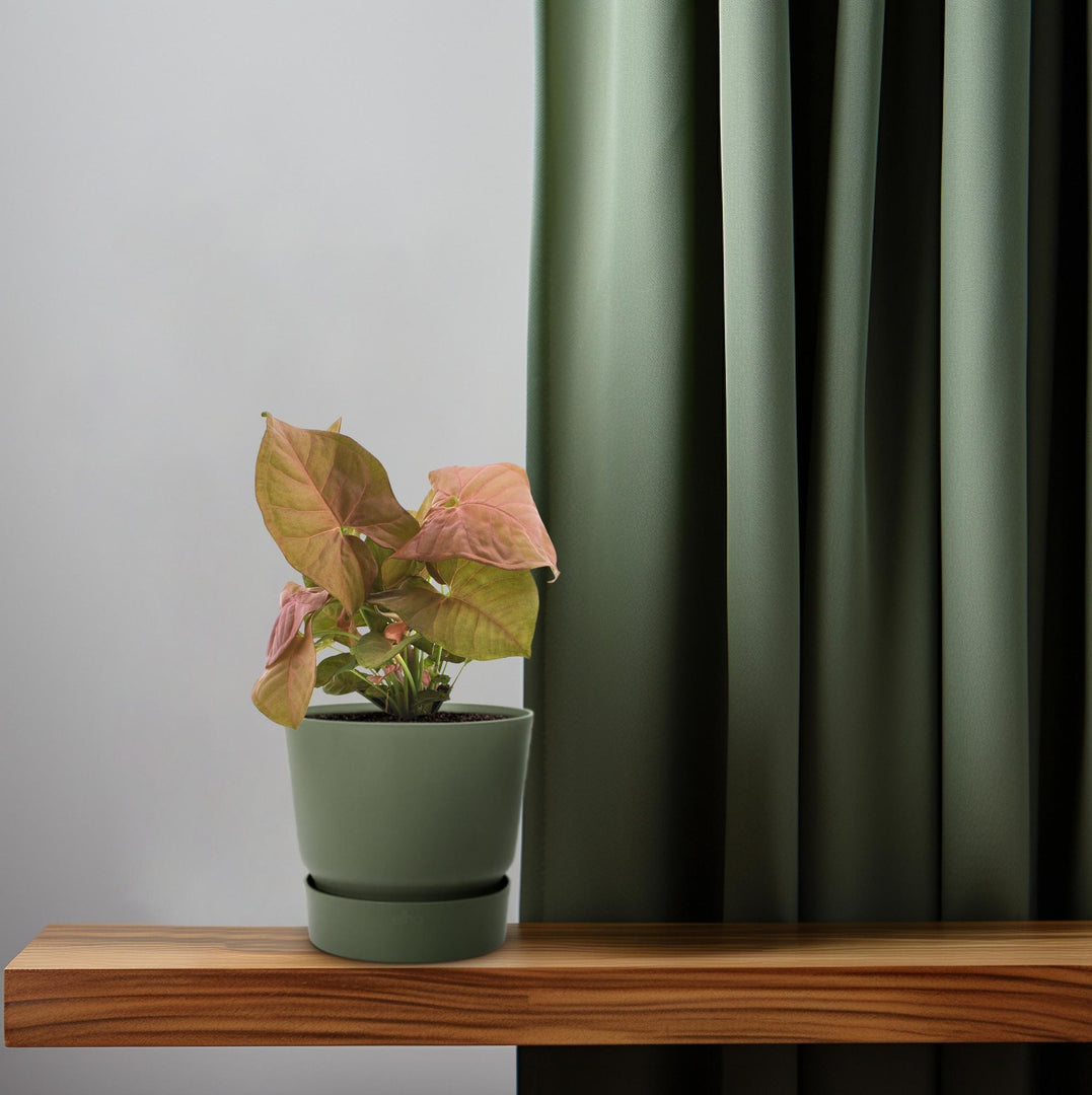 Syngonium podophyllum 'Neon' - Ø12cm - ↕25cm