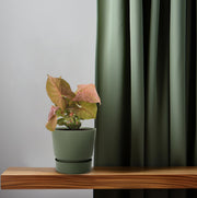 Syngonium podophyllum 'Neon' - Ø12cm - ↕25cm