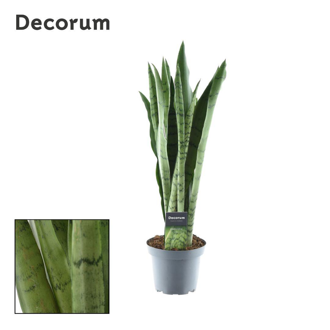 Sansevieria trifasciata 'Spearmint' - Ø14cm - ↕55cm