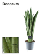 Sansevieria trifasciata 'Spearmint' - Ø14cm - ↕55cm