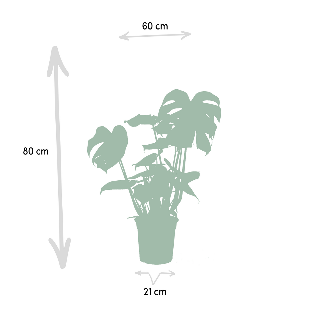 Tropical Trio Set - Monstera Deliciosa - Ø21cm - ↕75cm + Alocasia Zebrina - Ø19cm - ↕75cm + Strelitzia Nicolai - Ø19cm - ↕85cm