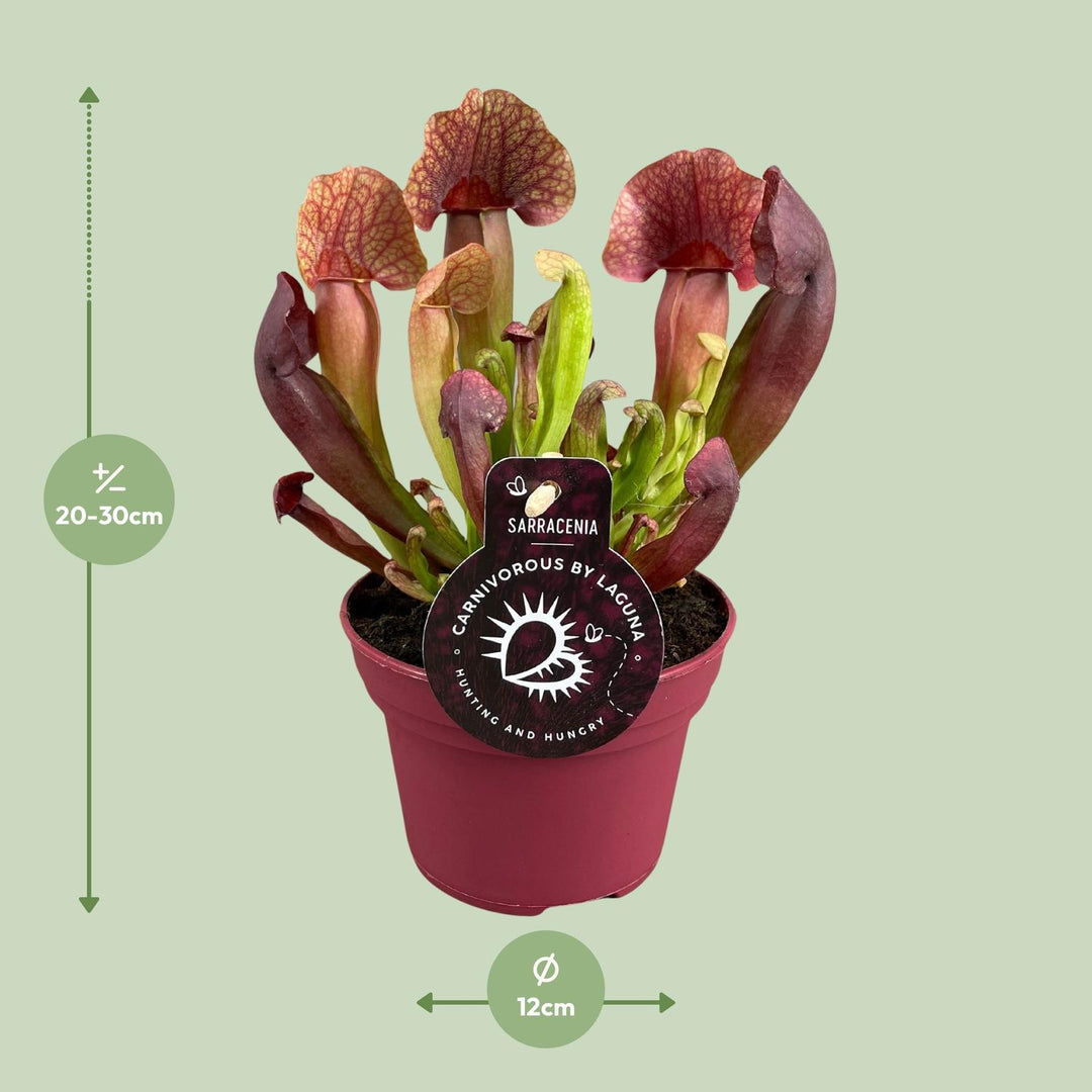 Sarracenia 'Catesbaei' - Ø12cm - ↕25cm