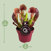 Sarracenia 'Catesbaei' - Ø12cm - ↕25cm