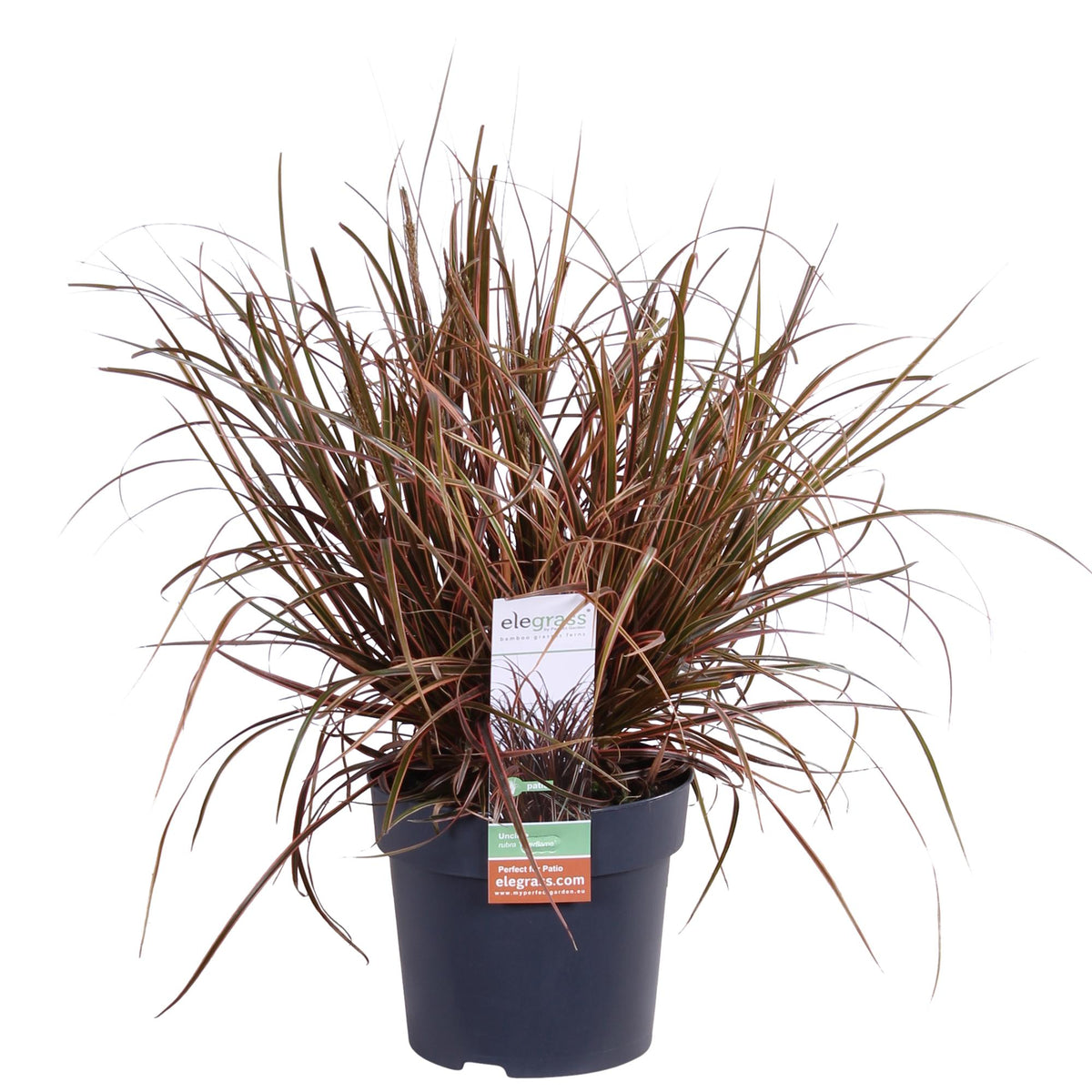 Uncinia rubra 'Everflame' - Ø14 - ↨30cm