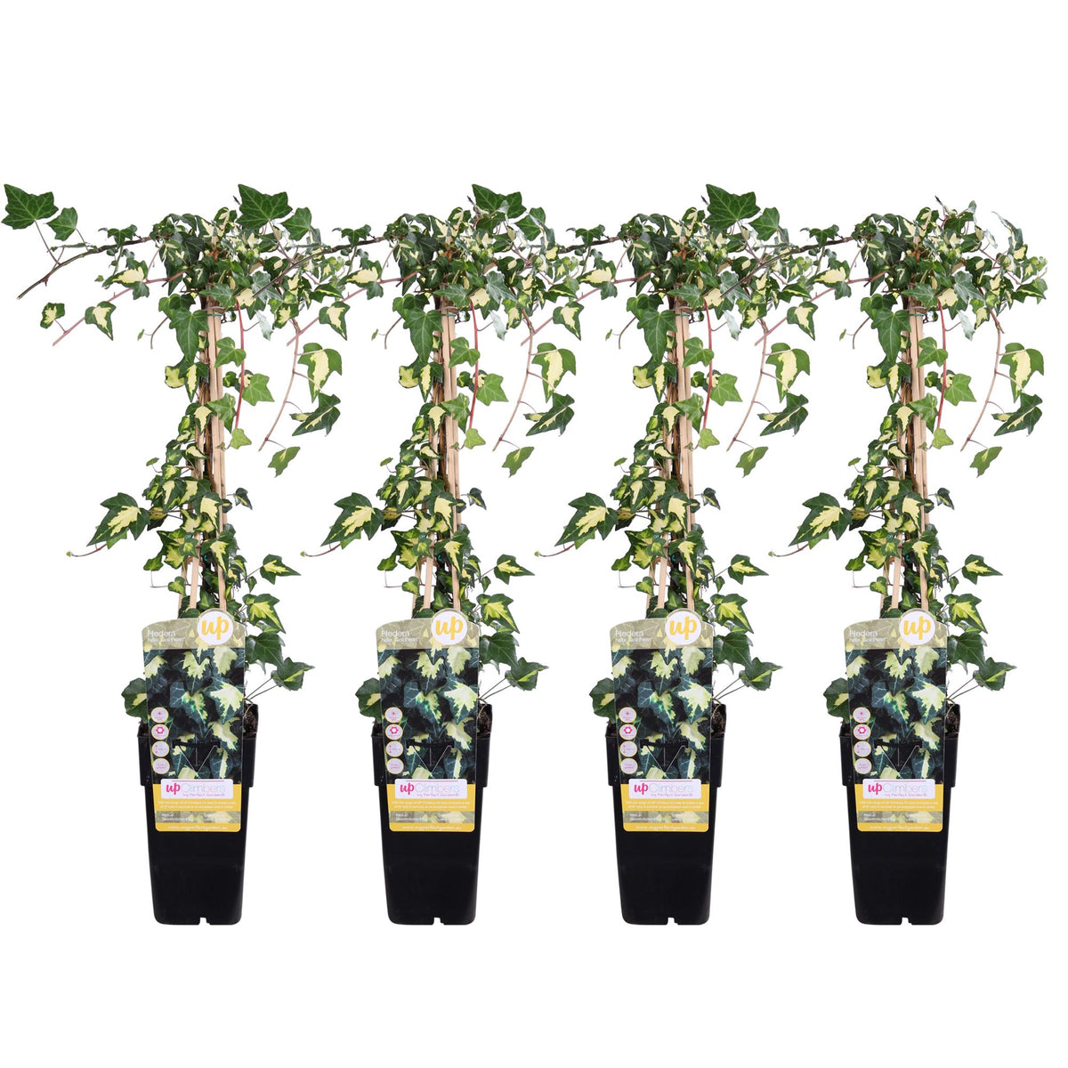 Hedera colchica (Persian Ivy) 'Dentata Variegata' - 4 piante -  Ø15 - ↨65cm