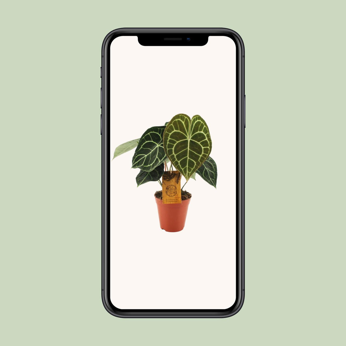 Anthurium clarinervium - Ø15cm - ↕25cm