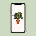 Load image into Gallery viewer, Anthurium clarinervium - Ø15cm - ↕25cm