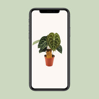 Anthurium clarinervium - Ø15cm - ↕25cm