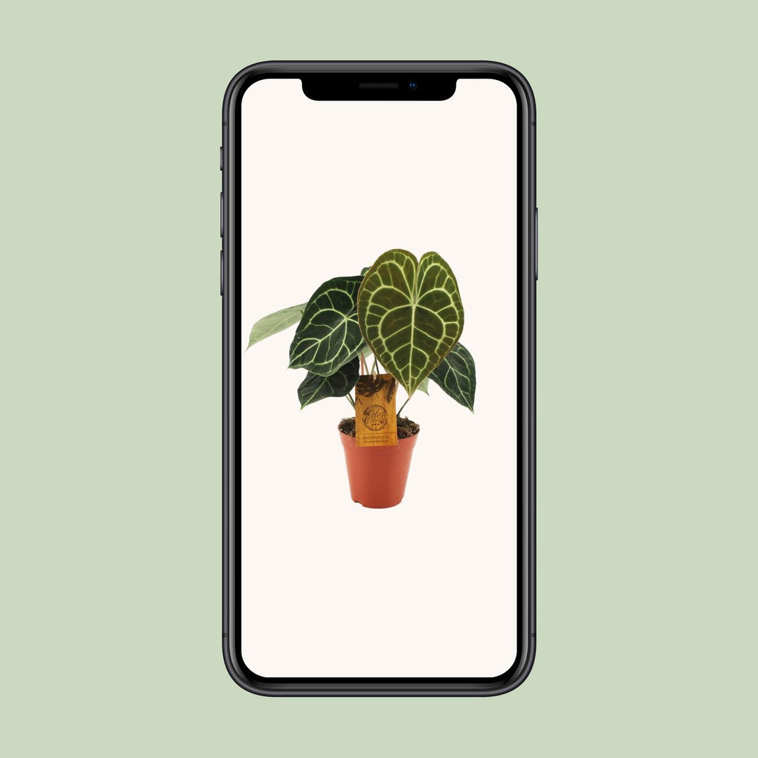 Anthurium clarinervium - Ø15cm - ↕25cm