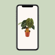 Anthurium clarinervium - Ø15cm - ↕25cm