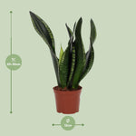 Load image into Gallery viewer, Sansevieria trifasciata &#39;Whitney&#39; - Ø12cm - ↕27cm
