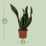 Sansevieria trifasciata 'Whitney' - Ø12cm - ↕27cm