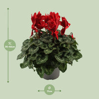Ciclamino, Rosso - Ø17cm - ↕40cm