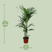 Howea forsteriana (Kentia) - Ø24 - ↨120cm
