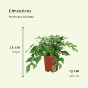 Monstera minima (Hole Plant) - 2 plants - Ø15cm - ↕25cm