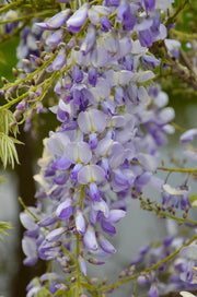 Wisteria sinensis 'Caroline' - 2 pieces - Ø15 - ↨65cm