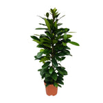 Load image into Gallery viewer, Ficus cyathistipula - Ø21cm - ↕105cm
