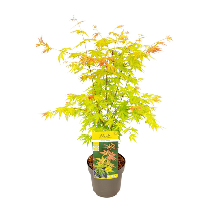 Acer palmatum 'Orange Dream' - Ø19cm - ↕50cm