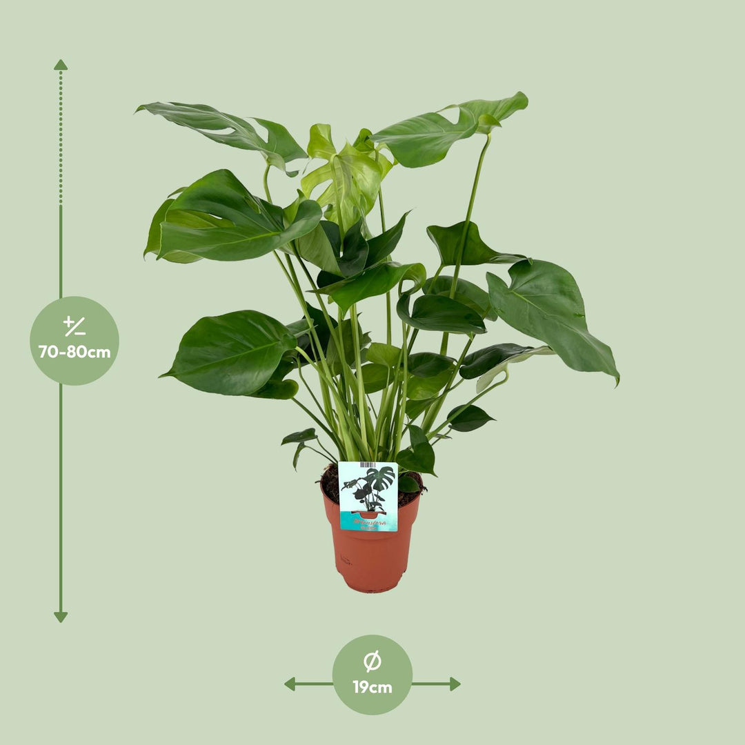 Monstera deliciosa  - Ø19cm - ↕60cm