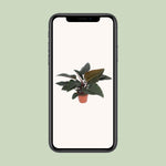 Load image into Gallery viewer, Philodendron erubescens &#39;Congo Red&#39; - Ø27cm - ↕80cm
