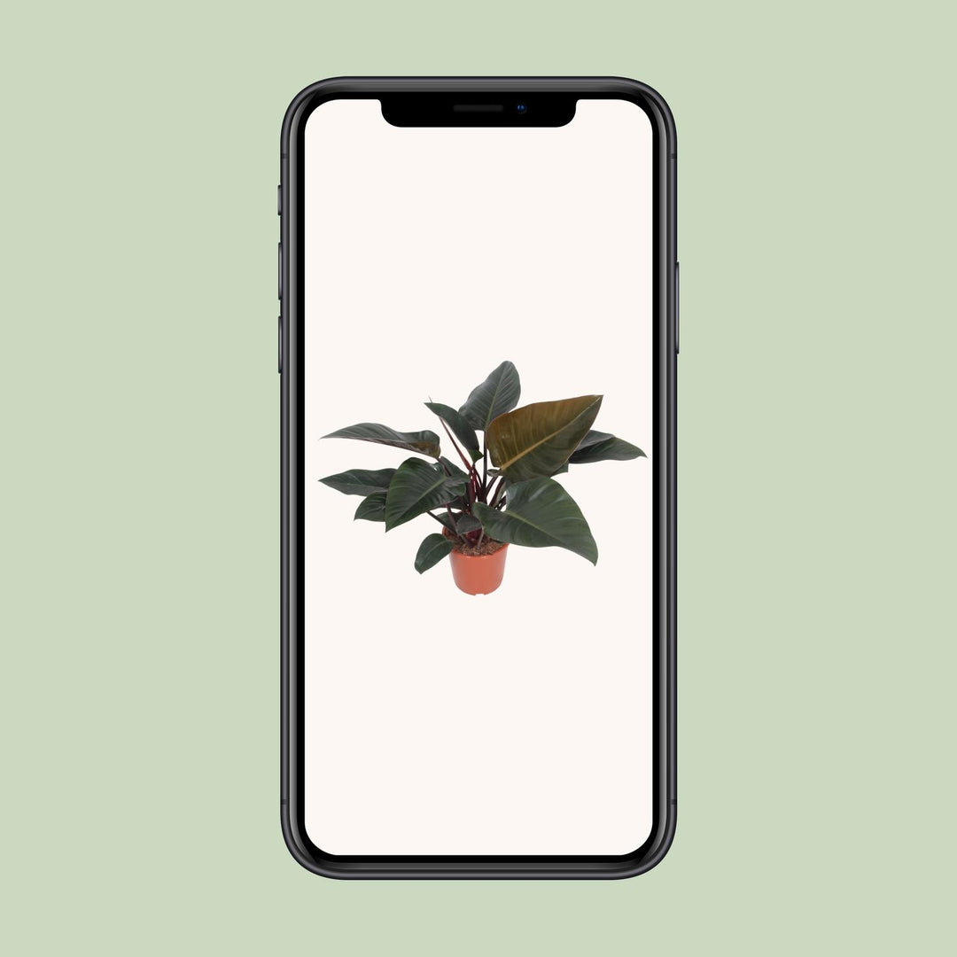 Philodendron erubescens 'Congo Red' - Ø27cm - ↕80cm