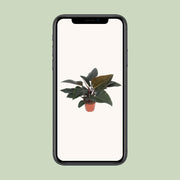 Philodendron erubescens 'Congo Red' - Ø27cm - ↕80cm