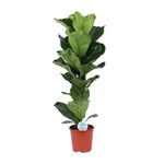 Load image into Gallery viewer, Ficus lyrata - Ø21cm - ↕90cm