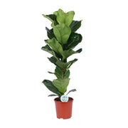 Ficus lyrata - Ø21cm - ↕90cm