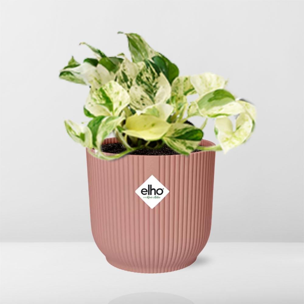 Epipremnum pinnatum 'Happy Leaf' in ELHO Vibes Fold, Pink, Ø14cm ↕15cm