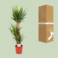 Yucca elephantipes - Ø24cm - ↕125cm