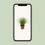 Load image into Gallery viewer, Cyperus alternifolius &#39;Zumula&#39; (Cat Grass) - Ø12cm - ↕28cm
