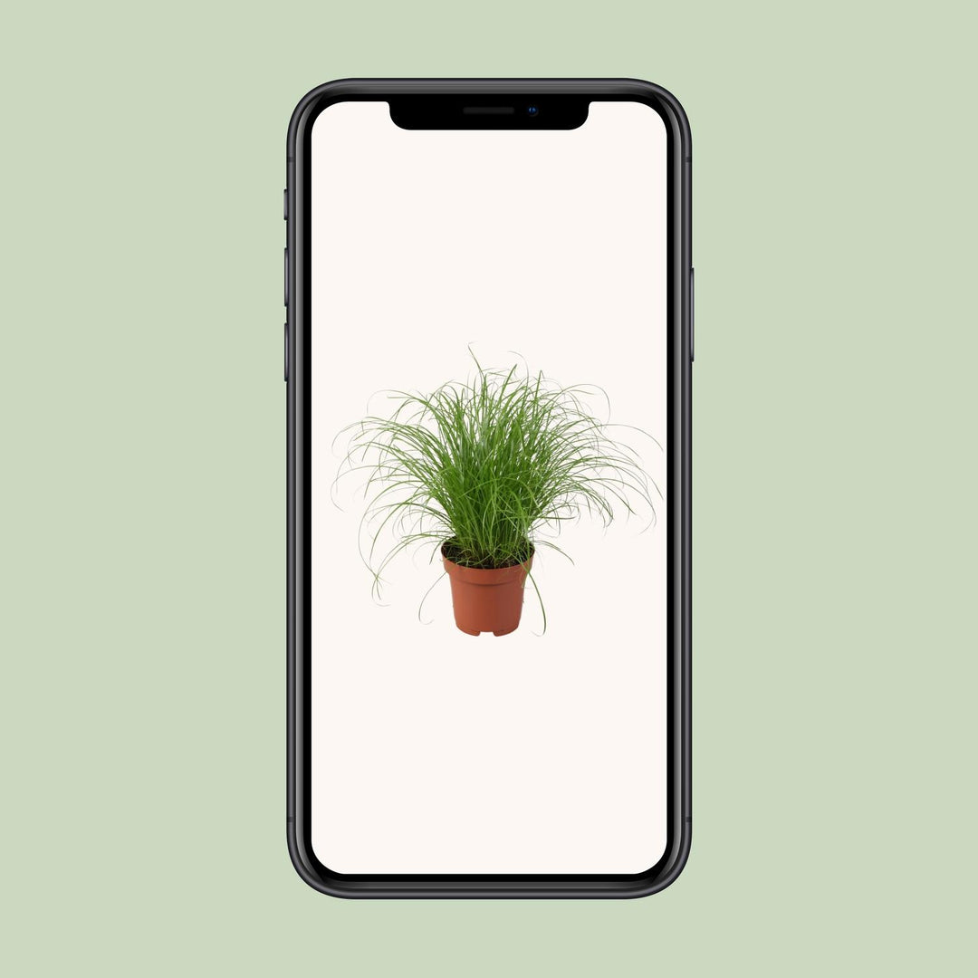 Cyperus alternifolius 'Zumula' (Cat Grass) - Ø12cm - ↕28cm