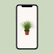 Cyperus alternifolius 'Zumula' (Cat Grass) - Ø12cm - ↕28cm