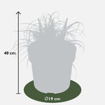 Load image into Gallery viewer, Uncinia rubra &#39;Everflame&#39; - Ø19cm - ↕40cm
