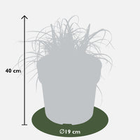 Uncinia rubra 'Everflame' - Ø19cm - ↕40cm