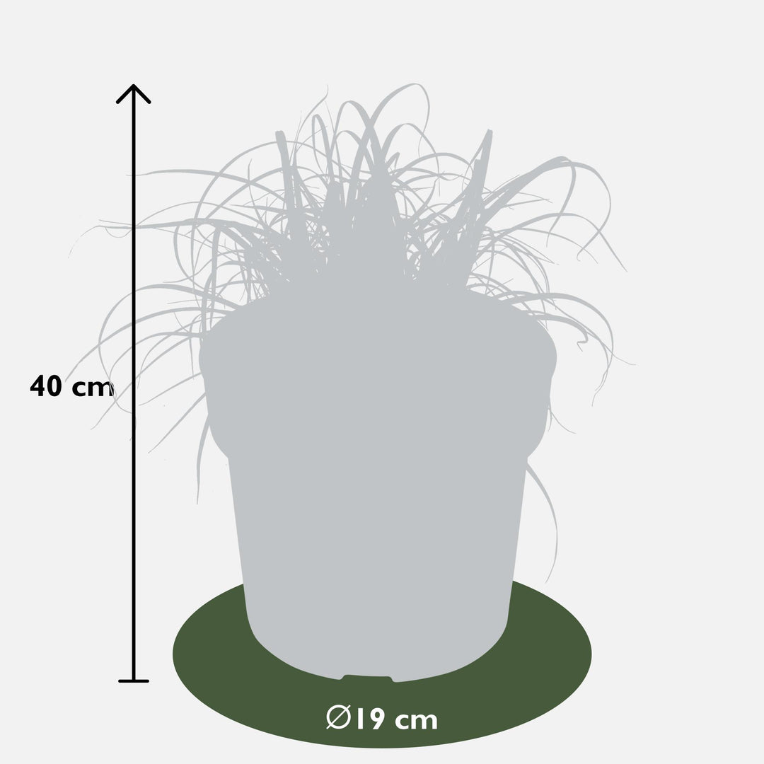 Uncinia rubra 'Everflame' - Ø19cm - ↕40cm