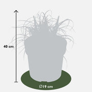 Uncinia rubra 'Everflame' - Ø19cm - ↕40cm
