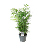 Load image into Gallery viewer, Chamaedorea elegans - Ø14cm - ↕55cm