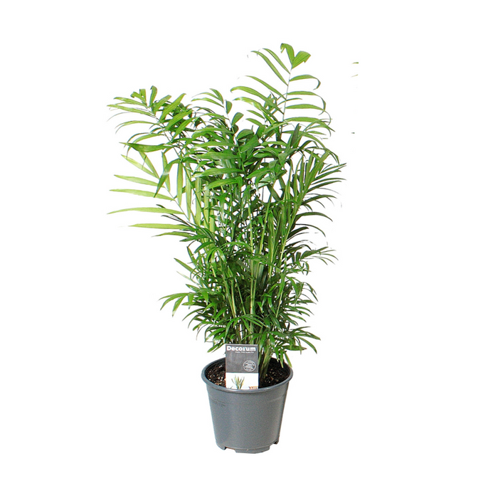 Chamaedorea elegans - Ø14cm - ↕55cm